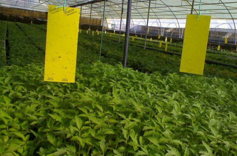 استفاده از کارت و نوار زرد برای مبارزه با آفات درختان شهر