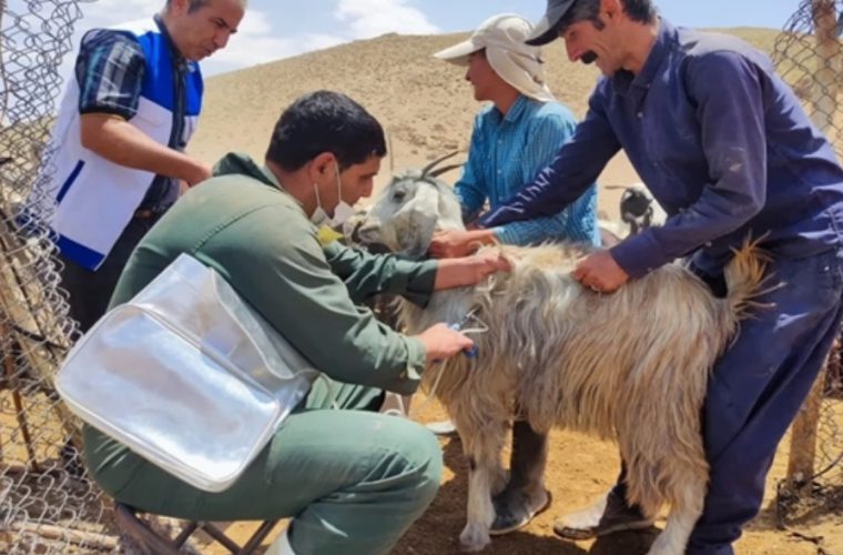 واکسیناسیون بیش از چهار میلیون و ۱۷۷ هزار و ۱۹۳ نوبت سر دام سبک و سنگین در استان اصفهان