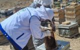 اجرای طرح پایش و مراقبت بیماریهای زنبورعسل در شهرستان تیران و کرون