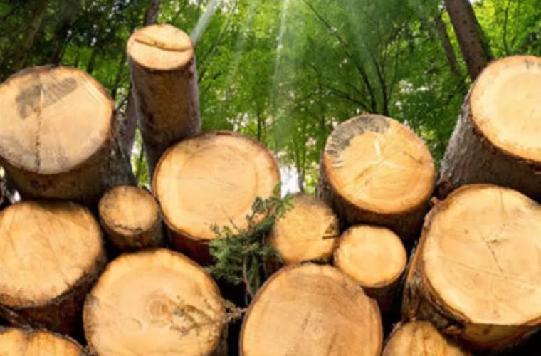 مجازات قاچاقچی چوب در خمینی شهر