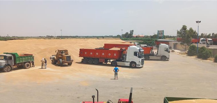 پایان خرید گندم با بدست آوری رکوردی کم نظیر در بارندگی ها و سیل خوزستان پایان خرید گندم با بدست آوری رکوردی کم نظیر در بارندگی ها و سیل خوزستان