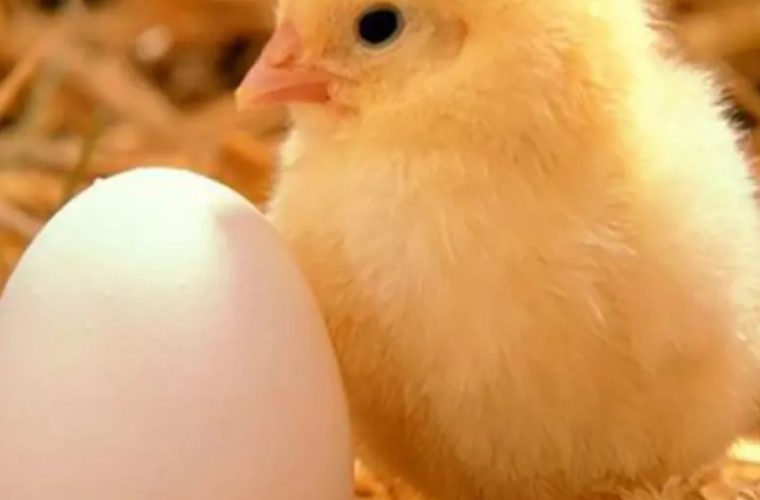 محکومیت فروشنده گرانفروش جوجه یک روزه در اردستان