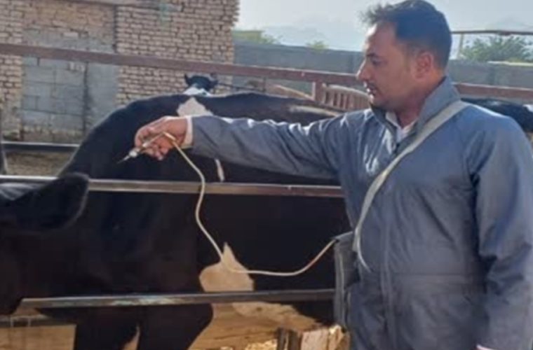 واکسیناسیون رایگان بیش از ۱۶۵ هزار نوبت سر دام سبک و سنگین در شهرستان گلپایگان