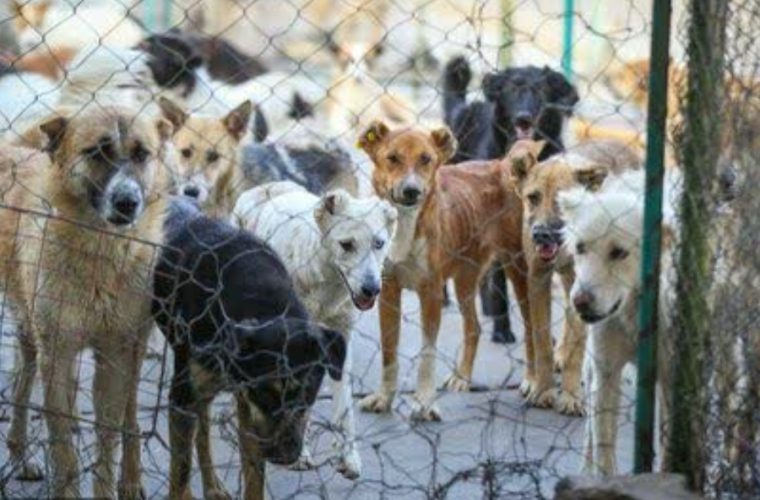 احداث پناهگاه جدید سگ‌های ولگرد در اصفهان با ۳۰۰ میلیارد ریال اعتبار