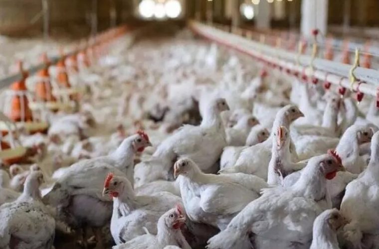 تعزیر مدیر مرغداری برای عرضه خارج از شبکه