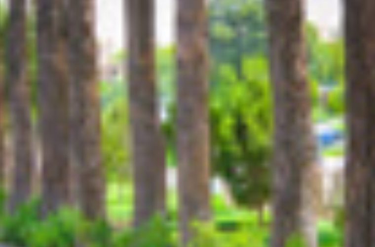 درختان کهنسال شهر صاحب شناسنامه‌ می شوند