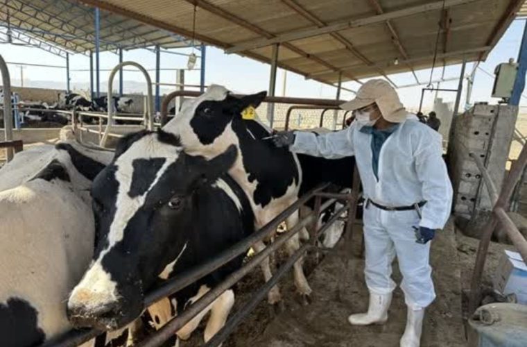 اجرای عملیات تست سل رایگان بر روی شش هزار راس گاو و گوساله در گاوداری های صنعتی شهرستان تیران و کرون