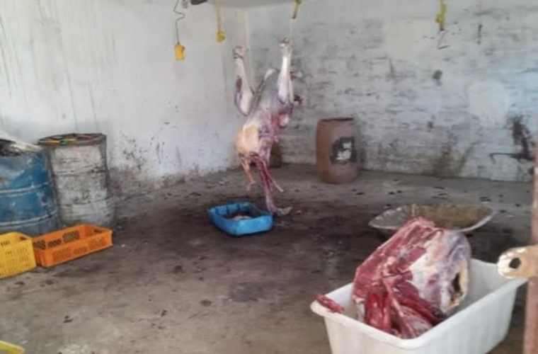 کشف و پلمب یک سوله کشتار غیر مجاز شترمرغ در شهرستان نجف آباد