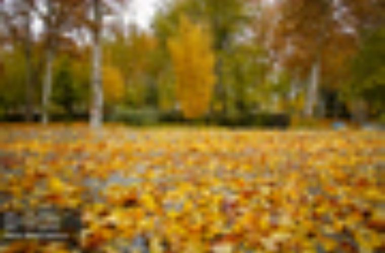 ساماندهی فضای سبز شهری در آستانه فصل پاییز