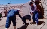 شش ماه نخست سال ۱۴۰۳ توسط شبکه دامپزشکی شهرستان چادگان
