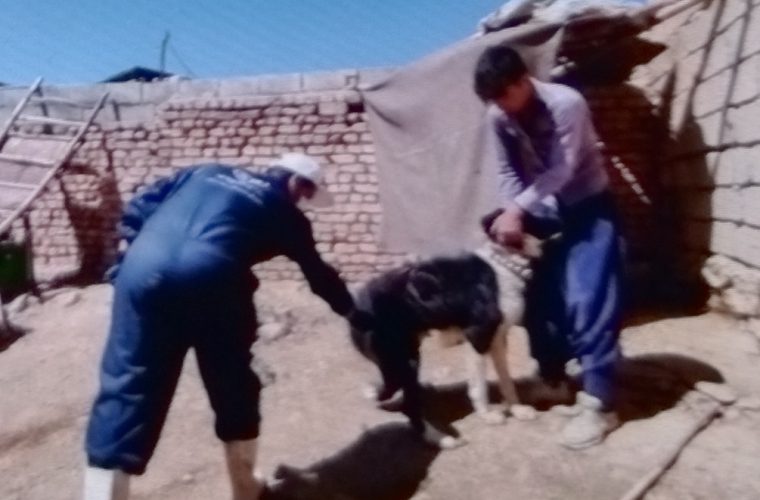 شش ماه نخست سال ۱۴۰۳ توسط شبکه دامپزشکی شهرستان چادگان شش ماه نخست سال ۱۴۰۳ توسط شبکه دامپزشکی شهرستان چادگان
