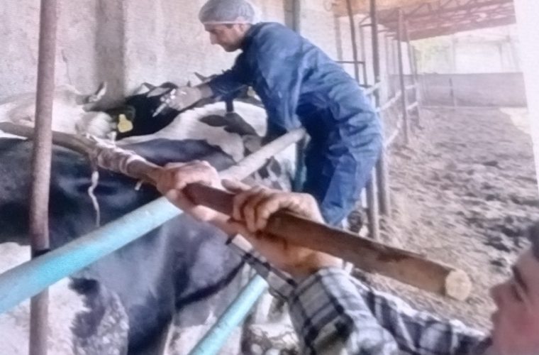 تست سل و بروسلوز ۲ هزار راس دام سنگین در شهرستان خمینی شهر تست سل و بروسلوز ۲ هزار راس دام سنگین در شهرستان خمینی شهر