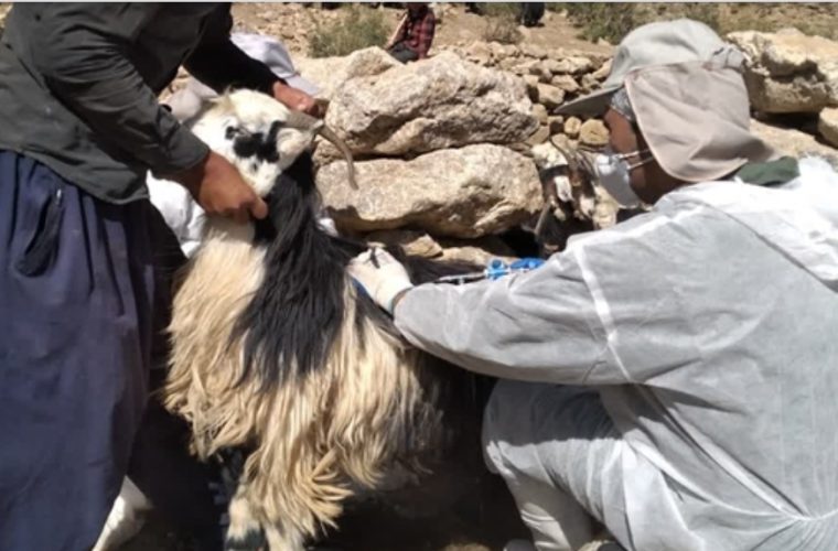 پوشش کامل واکسیناسیون دام سبک شهرستان لنجان علیه بیماری طاعون نشخوارکنندگان کوچک