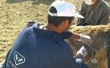 واکسیناسیون بیش از ۱۷۰ هزار نوبت سر دام سبک و سنگین و ۸۰۰ قلاده سگ در شهرستان بویین میاندشت