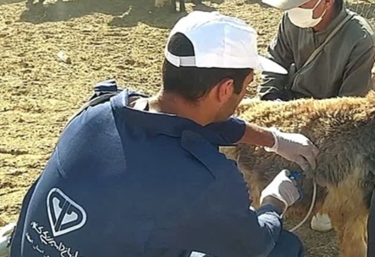واکسیناسیون بیش از ۱۷۰ هزار نوبت سر دام سبک و سنگین و ۸۰۰ قلاده سگ در شهرستان بویین میاندشت
