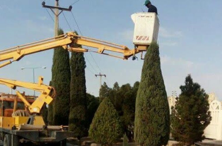 آغاز عملیات هرس ۱۱۰ هزار متر از فضای سبز منطقه یک آغاز عملیات هرس ۱۱۰ هزار متر از فضای سبز منطقه یک