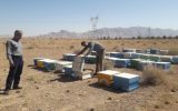 اجرای طرح سرشماری زنبور عسل در شهرستان شهرضا اجرای طرح سرشماری زنبور عسل در شهرستان شهرضا