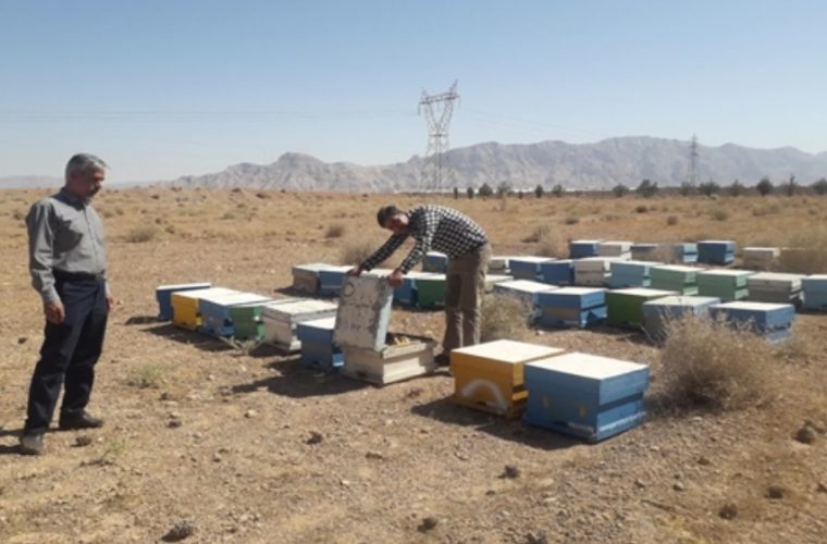 اجرای طرح سرشماری زنبور عسل در شهرستان شهرضا