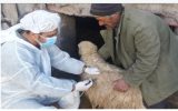 واکسیناسیون ده هزار راس بره، علیه بیماری بروسلوز توسط شبکه دامپزشکی شهرستان لنجان واکسیناسیون ده هزار راس بره، علیه بیماری بروسلوز توسط شبکه دامپزشکی شهرستان لنجان