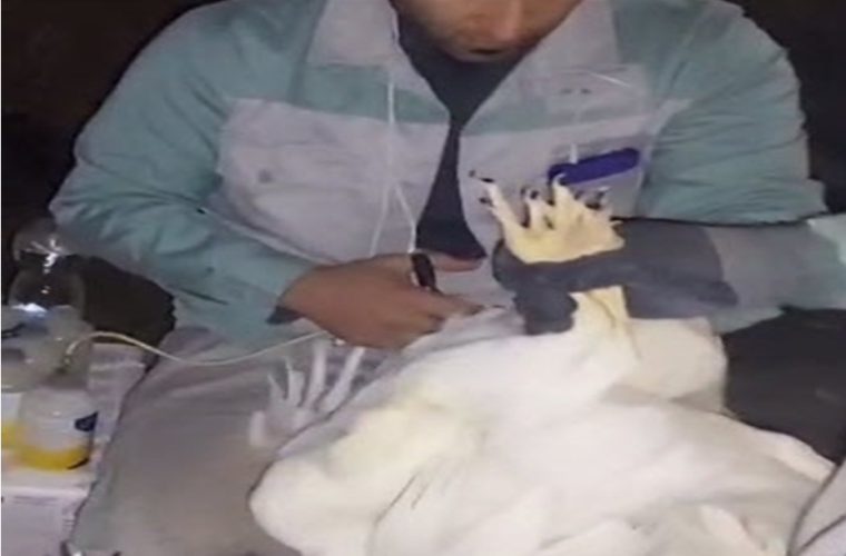 تزریق بیش از یک میلیون دز واکسن علیه بیماری آنفولانزای فوق حاد پرندگان در شهرستان نجف آباد