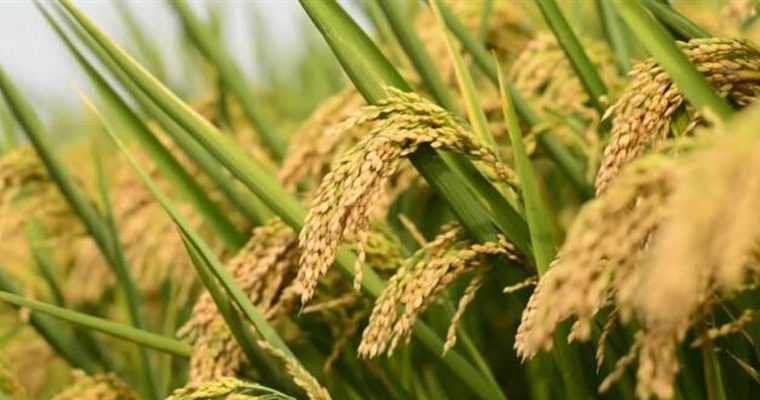 رئیس تعاون روستایی شهرستان شوش و کرخه خواستار شد: لزوم ورود شبکه تعاون روستایی به خرید توافقی شالی