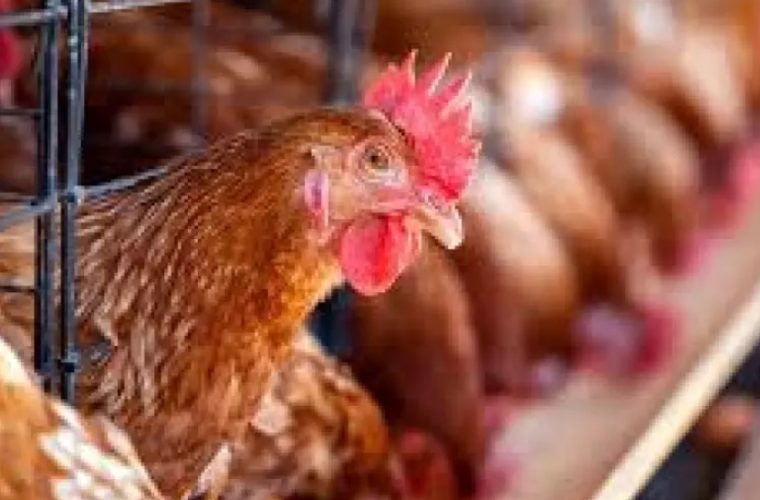 تعزیر مدیر مرغداری برای عرضه خارج از شبکه تعزیر مدیر مرغداری برای عرضه خارج از شبکه