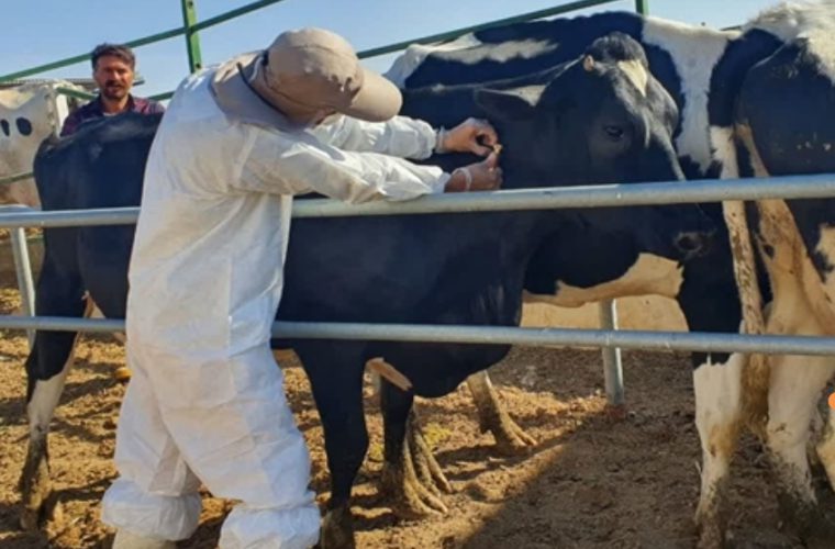 انجام عملیات تست سل رایگان در بیش از ۳۱ هزار راس گاو در شش ماهه نخست سال در شهرستان اصفهان انجام عملیات تست سل رایگان در بیش از ۳۱ هزار راس گاو در شش ماهه نخست سال در شهرستان اصفهان