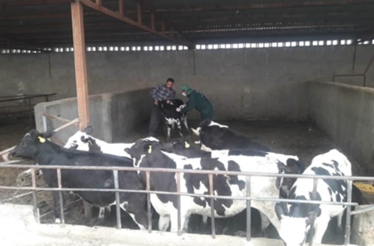 واکسیناسیون بیش از ۹۴ هزار نوبت سر دام سبک و سنگین در شهرستان ورزنه