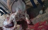توقیف لاشه شتر نحر شده در معابر عمومی در شهرستان کاشان توقیف لاشه شتر نحر شده در معابر عمومی در شهرستان کاشان
