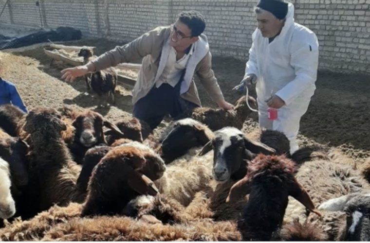 واکسیناسیون بیش از ۷۰۴ هزار نوبت سر دام سبک و سنگین در شهرستان اصفهان