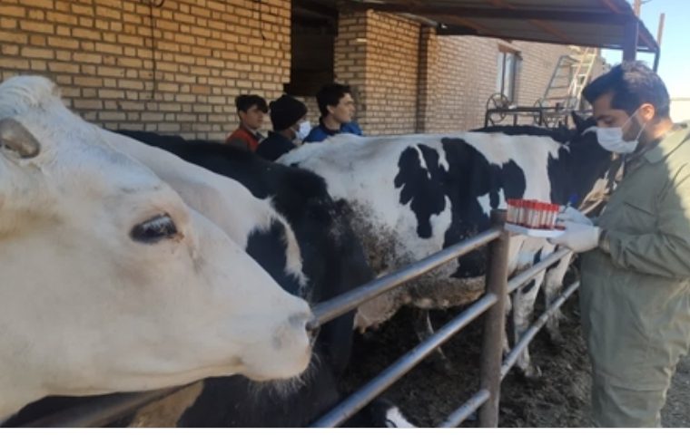 نمونه گیری سرمی بیماری بروسلوز در بیش از ۶ هزار رأس گاو در دامداری های صنعتی شهرستان شهرضا