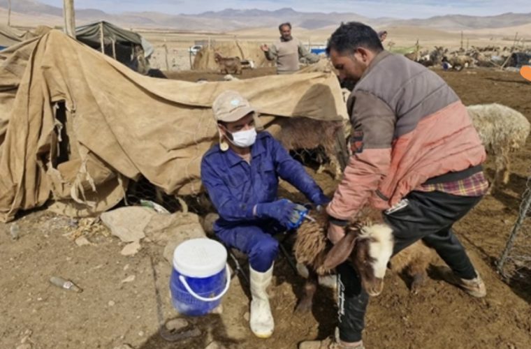 واکسیناسیون رایگان بیش از ۴۰۰ هزار راس دام سبک علیه بیماری طاعون نشخوارکنندگان کوچک در شهرستان سمیرم