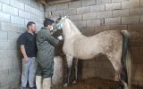 رصد و پایش بیماری مشمشه در بیش از ۳۰۰ راس اسب توسط شبکه دامپزشکی شهرستان شهرضا