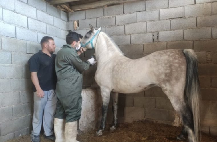 رصد و پایش بیماری مشمشه در بیش از ۳۰۰ راس اسب توسط شبکه دامپزشکی شهرستان شهرضا