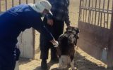 واکسیناسیون ۱۱۵۷ قلاده سگ در طرح ضربتی پیشگیری از بیماری هاری در شهرستان فلاورجان