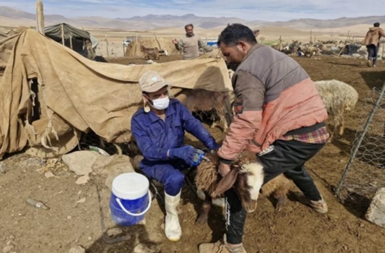 واکسیناسیون رایگان بیش از ۴۰۰ هزار راس دام سبک علیه بیماری طاعون نشخوارکنندگان کوچک (ppr) در شهرستان سمیرم