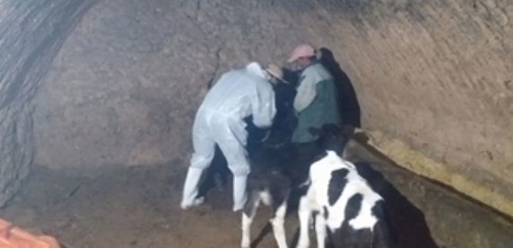 اجرای فاز دوم واکسیناسیون رایگان علیه بیماری تب برفکی در شهرستان فریدن