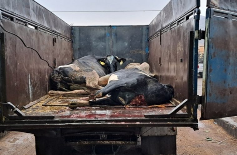 کشف و حذف سه لاشه گاو غیر بهداشتی از چرخه مصرف انسانی در شهرستان نطنز کشف و حذف سه لاشه گاو غیر بهداشتی از چرخه مصرف انسانی در شهرستان نطنز