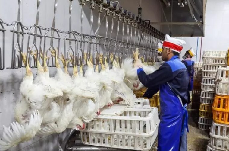 تعزیر مرغداری بابت کشتار غیر مجاز