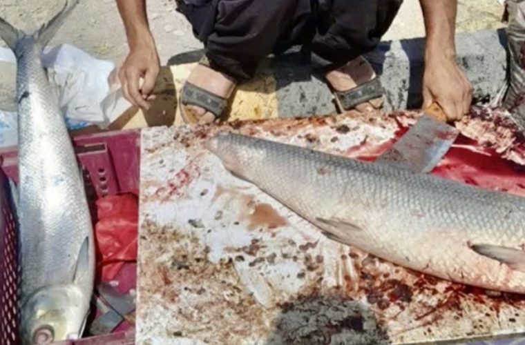 توقیف ۶ دستگاه خودروی ماهی فروش غیر مجاز سیار در شهرستان نجف آباد