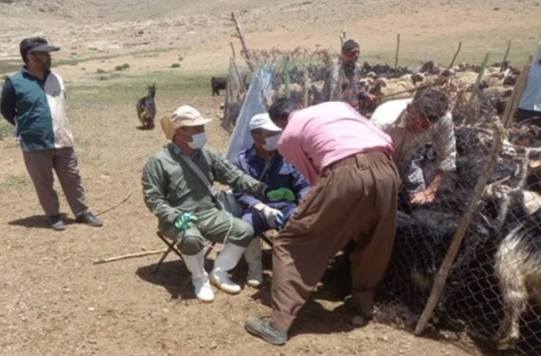 واکسیناسیون رایگان بیش از ۱۳۰ هزار راس دام سبک و سنگین علیه بیماری تب برفکی در شهرستان سمیرم