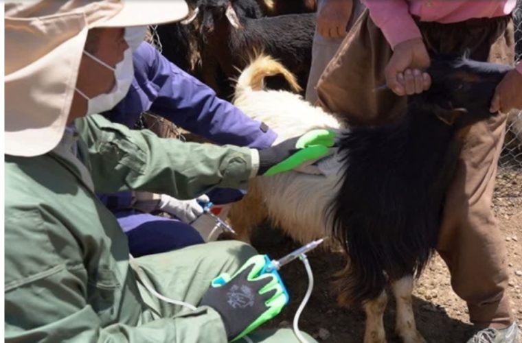 واکسیناسیون رایگان بیش از ۶۰ هزار بره و بزغاله، علیه بیماری بروسلوز توسط شبکه دامپزشکی شهرستان سمیرم