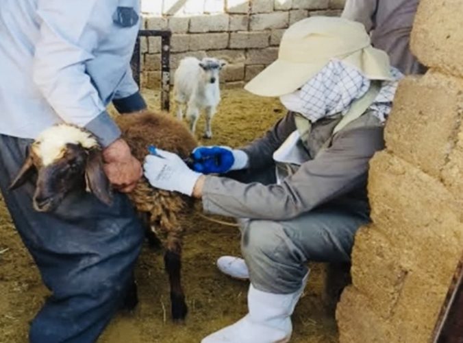 واکسیناسیون بیش از ۱۲۳ هزار راس دام سبک علیه بیماری آبله در شهرستان نجف آباد