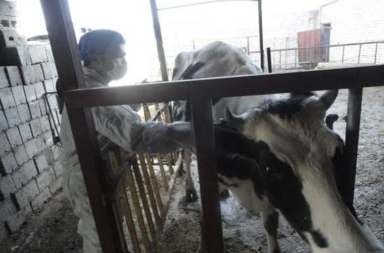 واکسیناسیون بیش از ۳۵ هزار راس دام علیه بیماری تب برفکی در شهرستان لنجان