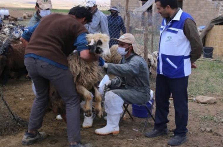 واکسیناسیون بیش از ۴۰۲ هزار راس دام سبک و سنگین علیه بیماری شاربن در شهرستان سمیرم واکسیناسیون بیش از ۴۰۲ هزار راس دام سبک و سنگین علیه بیماری شاربن در شهرستان سمیرم