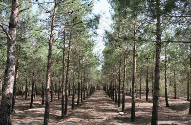 تکمیل عملیات کاشت ۴۰۰۰ اصله درخت در محدوده جنگل شرق اصفهان