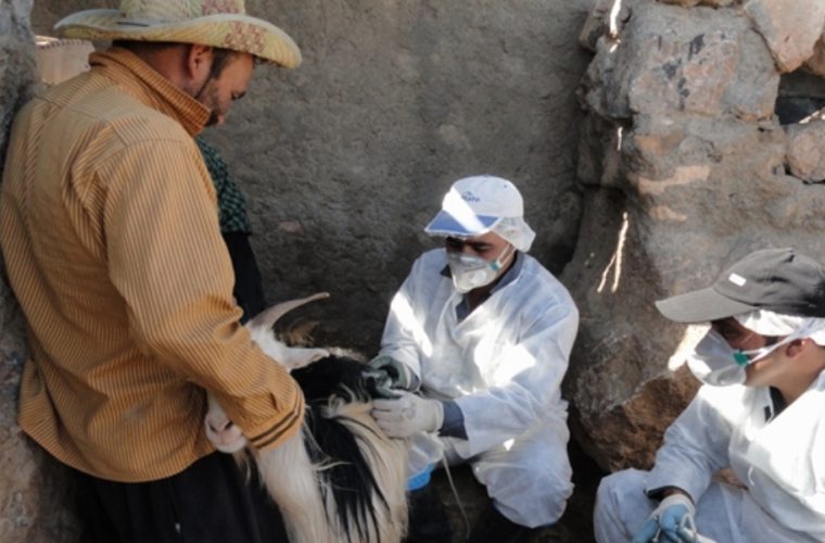 واکسیناسیون بیش از ۳۵ هزار راس دام علیه بیماری آبله در شهرستان لنجان واکسیناسیون بیش از ۳۵ هزار راس دام علیه بیماری آبله در شهرستان لنجان