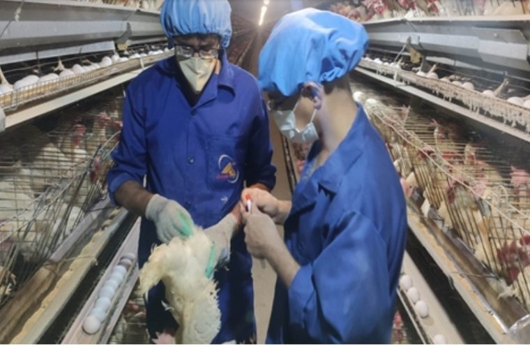 نمونه برداری طرح پایش آنفلوآنزا فوق حاد پرندگان در مراکز پرورش طیور تخمگذار صنعتی شهرستان فلاورجان نمونه برداری طرح پایش آنفلوآنزا فوق حاد پرندگان در مراکز پرورش طیور تخمگذار صنعتی شهرستان فلاورجان