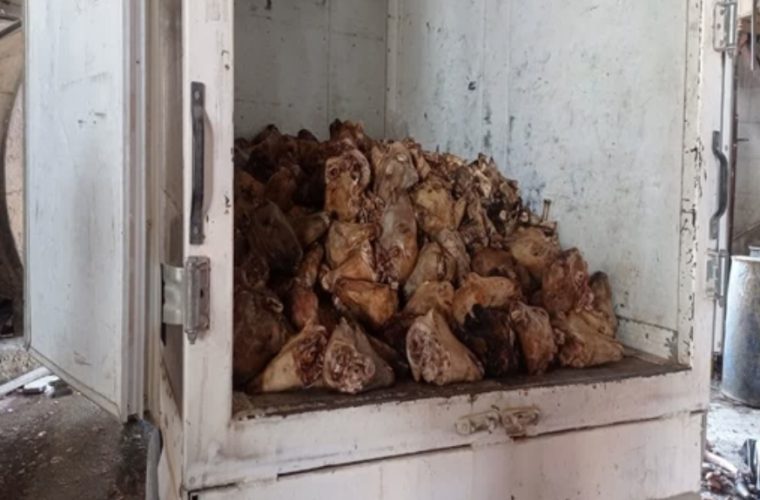 کشف و ضبط ۷۰۰ کیلوگرم کله و پاچه فاسد و غیر بهداشتی در شهرستان خمینی شهر