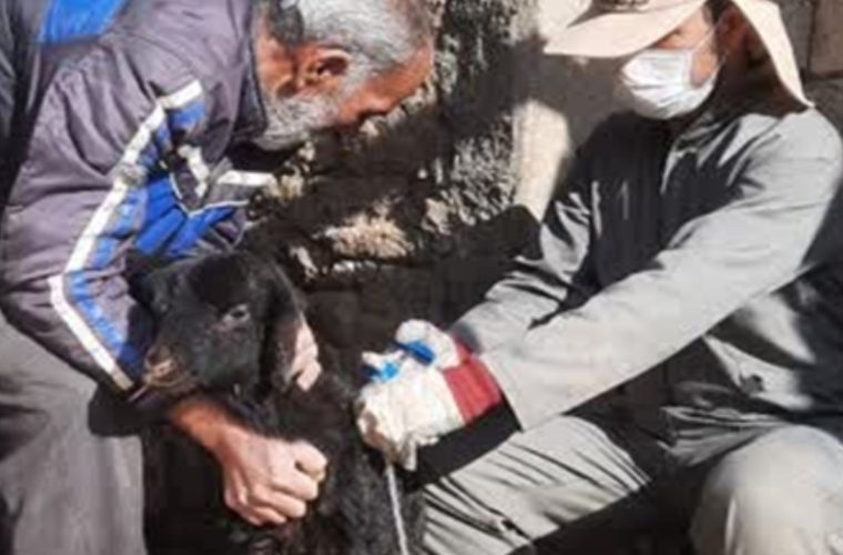 واکسیناسیون رایگان بیش از ۱۰۸ هزار راس دام سبک علیه بیماری ppr در شهرستان چادگان